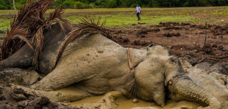 Serangan Gajah Terhadap Petani di Sri Lanka Meningkat Drastis