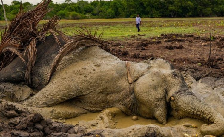 Serangan Gajah Terhadap Petani di Sri Lanka Meningkat Drastis