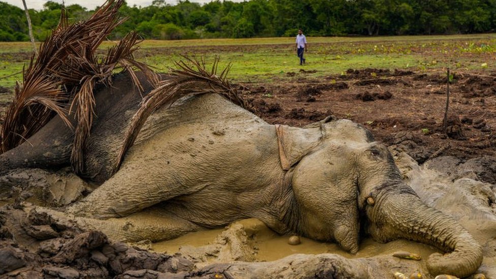 Serangan Gajah Terhadap Petani di Sri Lanka Meningkat Drastis